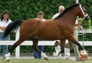 Bay Welsh Pony of Cob Type