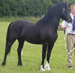 Black Welsh Pony of Cob Type