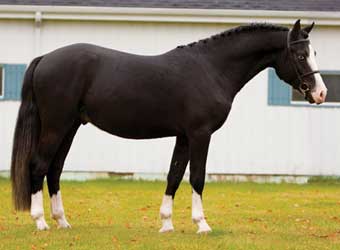 Black Welsh Pony of Cob Type