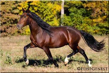 Bay Andalusian