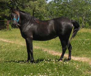 Black Andalusian