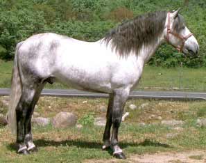 Gray Andalusian
