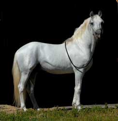Gray Andalusian