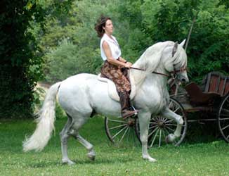 Gray Andalusian