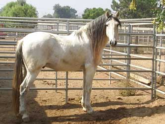 Gray Andalusian