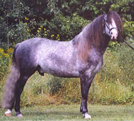 Gray Andalusian