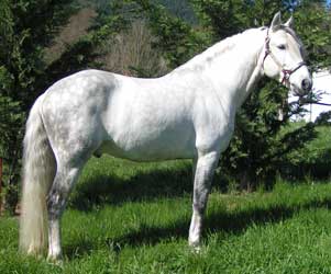 Grey Lusitano