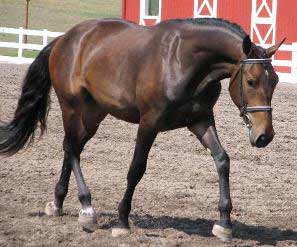 Bay American Warmblood