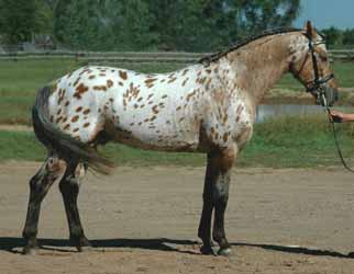 Leopard Appaloosa Sport Horse