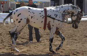 Leopard Appaloosa Sport Horse
