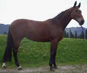 Bay Bavarian Warmblood