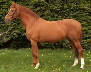 Chestnut Bavarian Warmblood