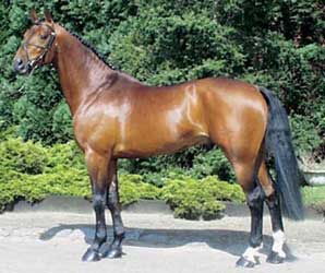 Bay Belgian Warmblood