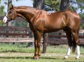 Chestnut Budyonny