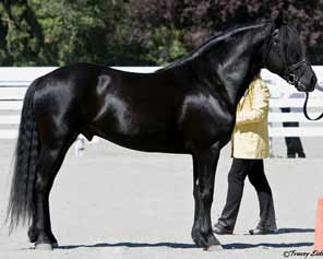 Black Canadian Horse