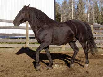 Black Canadian Horse