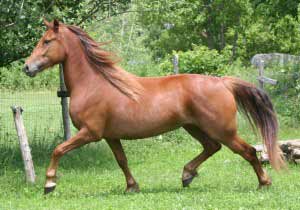 Chestnut Canadian Horse