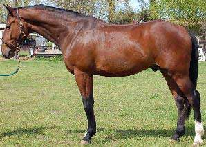 Bay Czech Warmblood