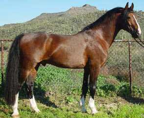 Bay Dutch Harness Horse