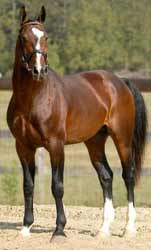 Bay Dutch Warmblood