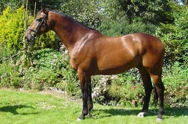 Bay Dutch Warmblood