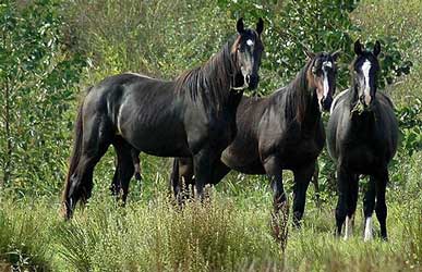 Black Dutch Harness Horse