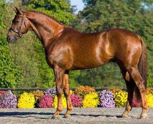Chestnut Dutch Warmblood
