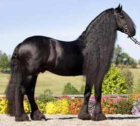 Black Friesian