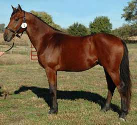 Bay Friesian Sporthorse