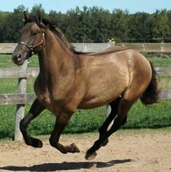 Dun Friesian Sport Horse