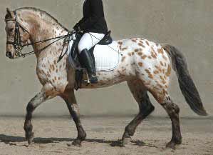 Leopard Friesian Sport Horse