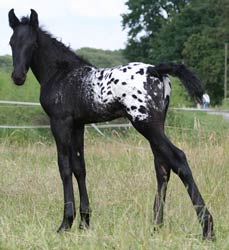 Leopard Friesian Sport Horse