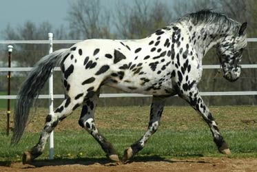Leopard Friesian Sport Horse