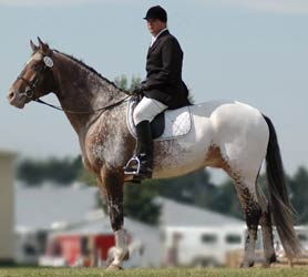 Leopard Friesian Sport Horse