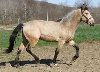 Buckskin Georgian Grande