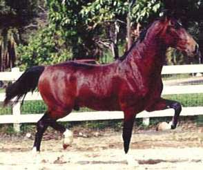 Bay Hackney Horse