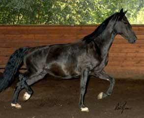Black Hackney Horse