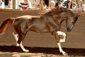 Chestnut Hackney Horse
