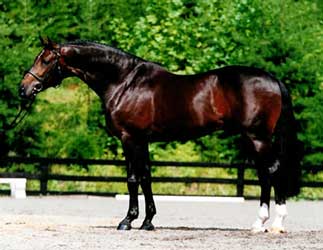 Bay Hackney Horse