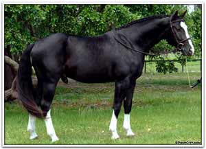 Black Hanoverian