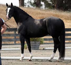 Black Hanoverian