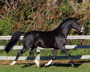 Black Hanoverian
