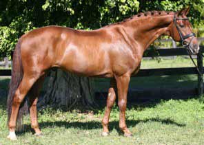 Chestnut Hanoverian