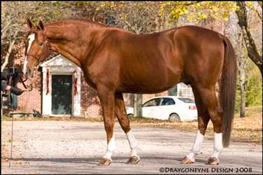 Chestnut Hanoverian