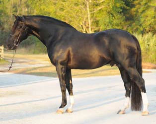 Black Holsteiner