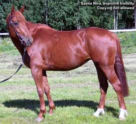 Chestnut Kisber Felver
