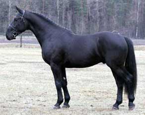 Black Latvian