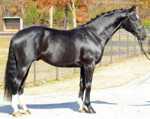 Black Oldenburg