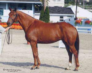 Chestnut Oldenburg