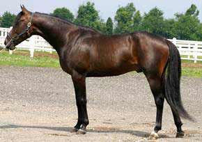 Bay Standardbred